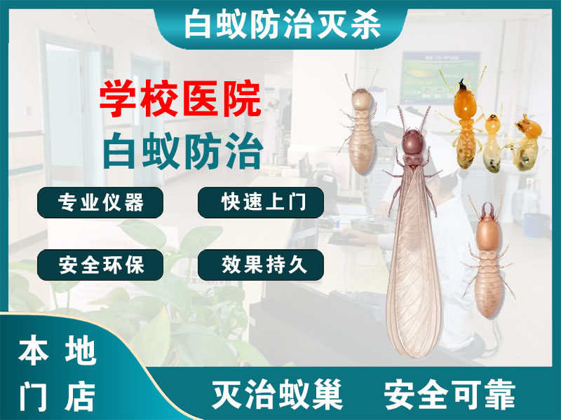 姜堰学校医院白蚁防治